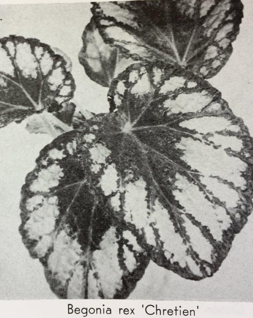 B. ‘Chretien’